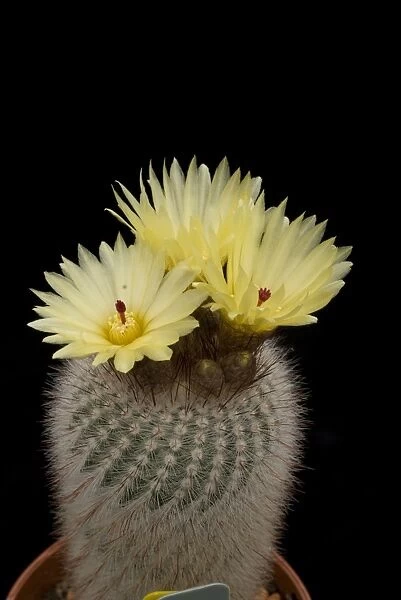 Yellow cacti. CACTACEAE, Parodia