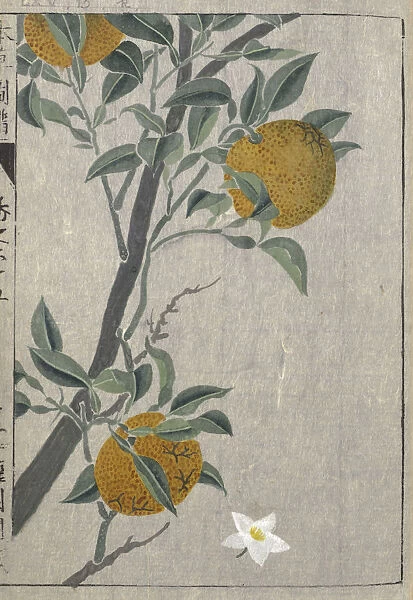 Yuzu, (Citrus junos), woodblock print and manuscript on paper, 1828