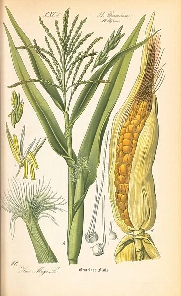 Zea mays, corn. Zea mays. Maize, corn. Poaceae family