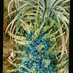 25. Inflorescence of the Blue Puya, and Moths, Chili