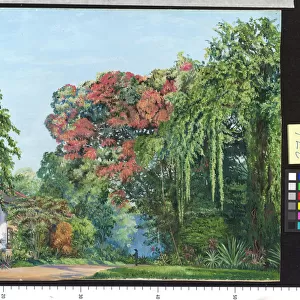 271. A View in the Royal Botanic Garden, Peradeniya, Ceylon