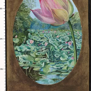 294. The Sacred Lotus or Pudma