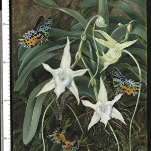 356. Angraecum and Urania Moth of Madagascar