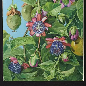 37. Flowers and Fruit of the Maricojas Passion Flower, Brazil