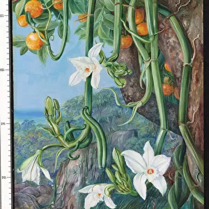 497. Native Vanilla hanging from the Wild Orange, . Praslin, Seyc