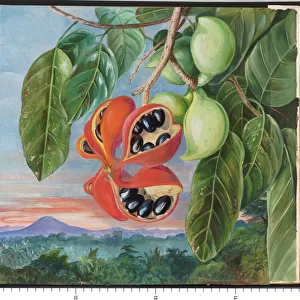 638. Foliage and Fruit of Sterculia parviflora