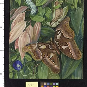 671. Foliage of a Cinnamon and Atlas Moth