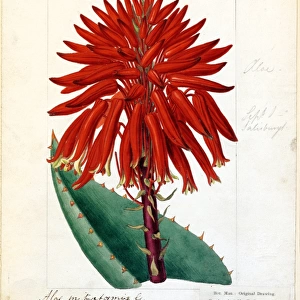 Aloe mitriformis, 1810