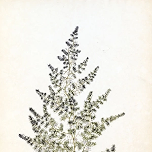 Asparagus curillis, Buch