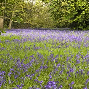 Blubells in the Conservation Area