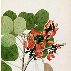 Butea frondosa, Willd