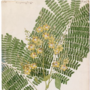 Caesalpinia sappan, Willd