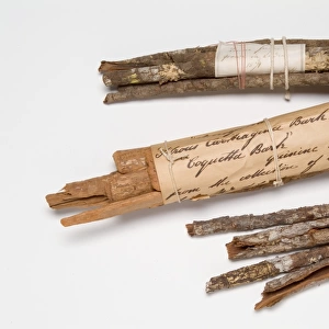 Cinchona bark specimens
