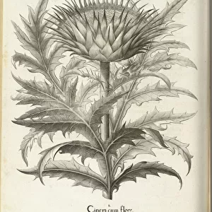 Cinera cum flore, 1613