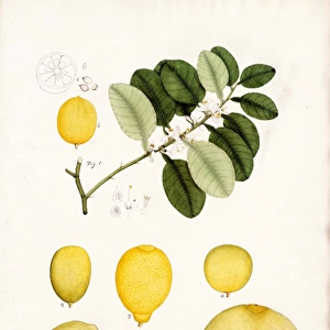 Citrus acida, R