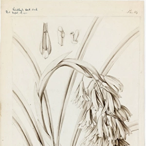 Cymbidium elegans, 1838