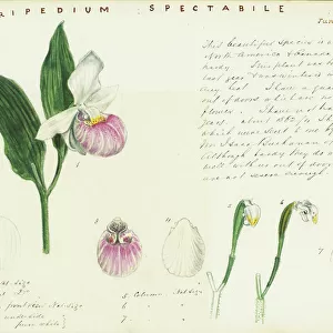 Cypripedium reginae (Showy orchid), 1876
