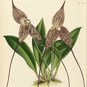 Dracula chimaera (Vampire orchid), 1882-1897