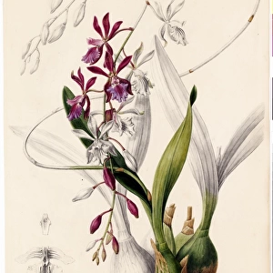 Epidendrum phoeniceum, 1838