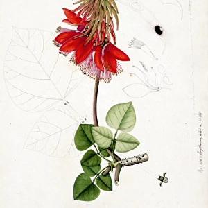 Erythrina indica, Willd