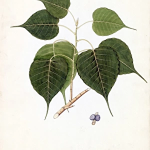 Ficus religiosa Willd. (Peepul, pipal, pipul or bo-tree)