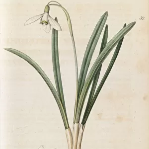 Galanthus nivalis, 1832-1833
