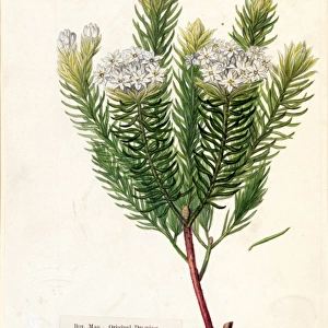Gnidia pinifolia, L. (Pine-leaved Gnidia)