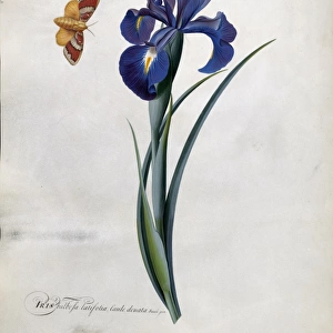 Iris bulbosa latifolia, 1757