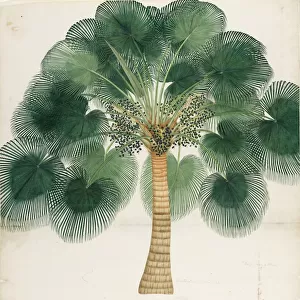 Livistona chinensis, ca 18th century