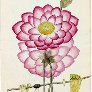 Nelumbium speciosum, Willd. (Lotus)