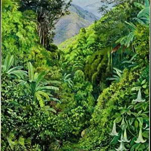 Painting 132, Valley behind the Artist ss house at Gordontown, Jamaca