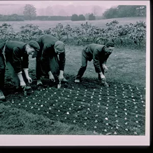 Collections: Kew at Work