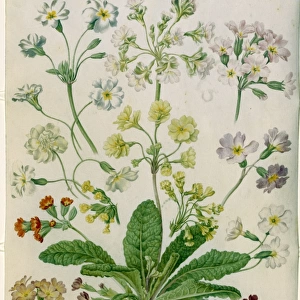 Polyanthus and primroses, 1870- 1879