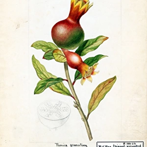 Punica granatum, L. (Common Pomegranate), 1817