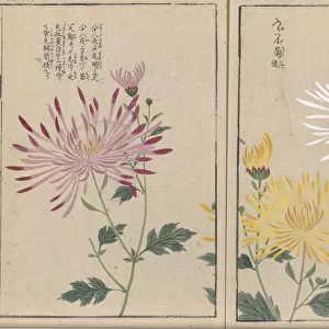 Spider Chrysanthemum (Chrysanthemum indicum), woodblock print and manuscript on paper, 1828