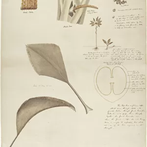 Study of Coco de Mer - Lodicea sechellarum