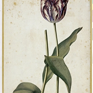 Tulip Bissard Adelaar, 1740