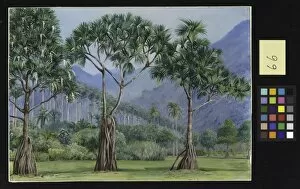 Marianne North Collection: 066, Screw Pines and Avenue of Royal Palms in the Botanic Gardens, Rio