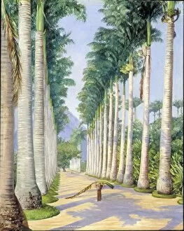 Marianne North Collection: 085 - Side Avenue of Royal Palms at Botafoga, Brazil