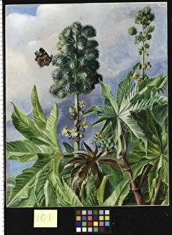 Marianne North Gallery: 101. Palma Christi or Castor Oil, painted in Brazil