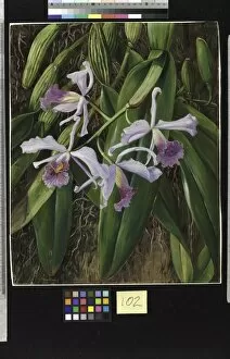 Orchid Collection: 102. A Brazilian 0rchid