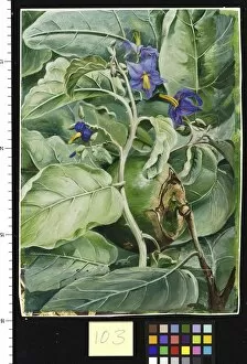Marianne North Collection: 103. Foliage, Flowers, and Fruit of Poma de Lupa, . Brazil