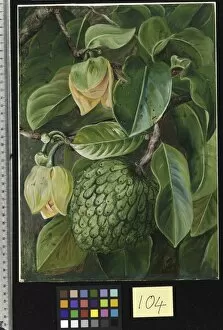 Marianne North Gallery: 104. Foliage, Flowers, and Fruit of the Soursop, Brazil
