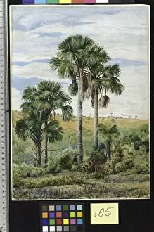 Marianne North Gallery: 105. Buriti Palms with old Araucaria trees on the distant