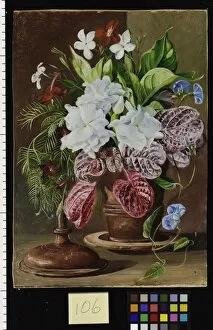 Purpal Collection: 106. Brazilian Flowers