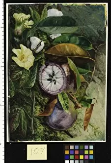 Marianne North Gallery: 107. Foliage, Flowers, and Seed Vessels of Cotton, and Fruit of