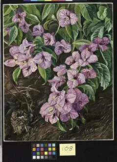 Marianne North Gallery: 108. Foliage and Flowers of a Brazilian Climbing Shrub and Hummi