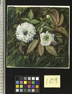 Marianne North Collection: 109. Foliage and Double Flowers of the Sandal-wood Bramble