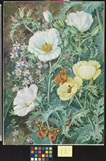 Images Dated 19th January 2011: 11. Mexican Poppies, Chilian Schizanthus and Insects