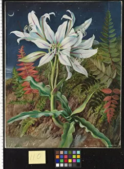 Marianne North Collection: 110. Night-Flowering Lily and Ferns, Jamaica